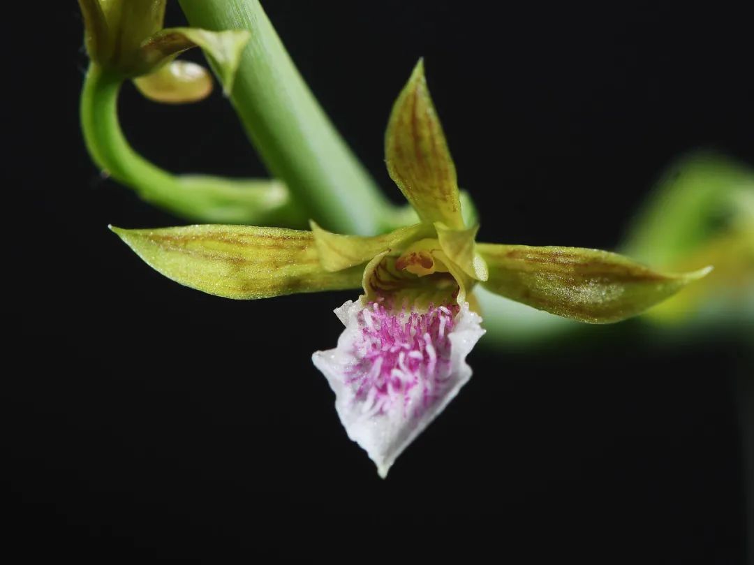 美冠兰.图片来源:维基百科