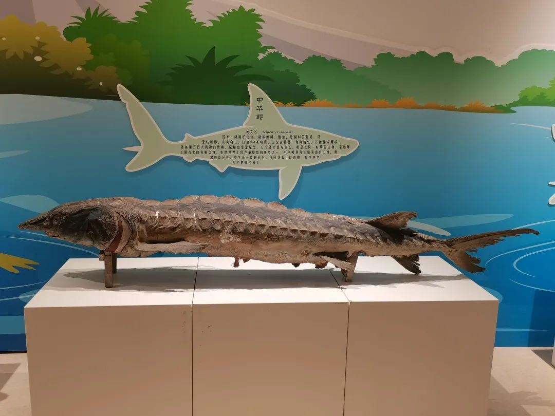 中华鲟标本&nbsp;西南大学供图