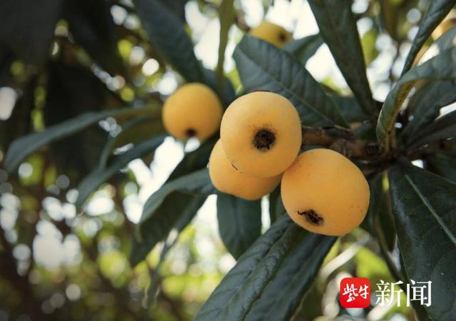 东山枇杷：江南春色中的甜蜜使者