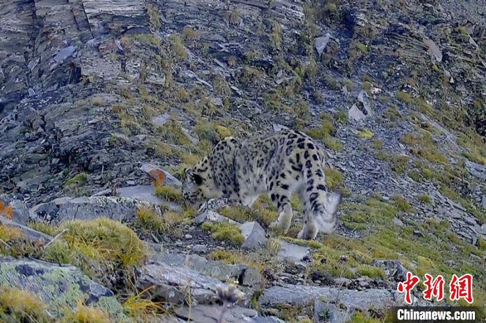 亚马逊搜豹seo系统