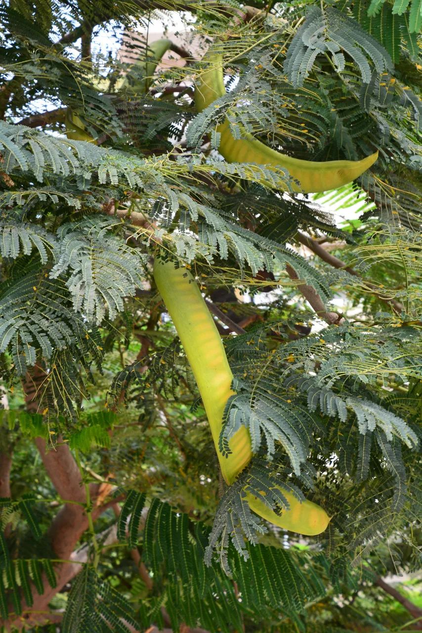 凤凰木的种子.图库版权图片,不授权转载