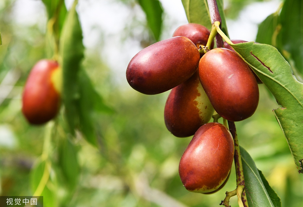 时令风物|四月南风大麦黄|南风_新浪财经_新浪网