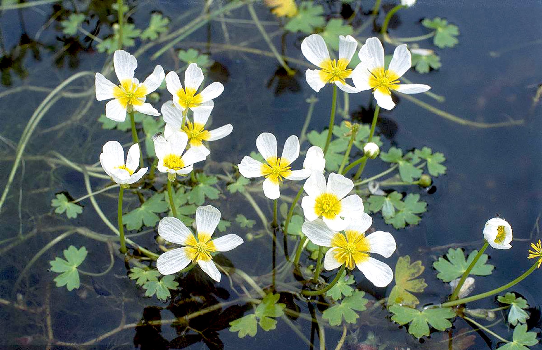 水毛茛