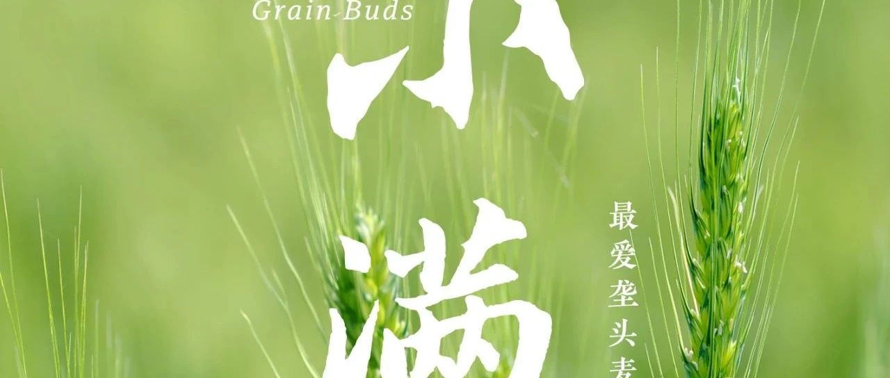 Grain Buds｜美好恰逢其时，万物小得盈满