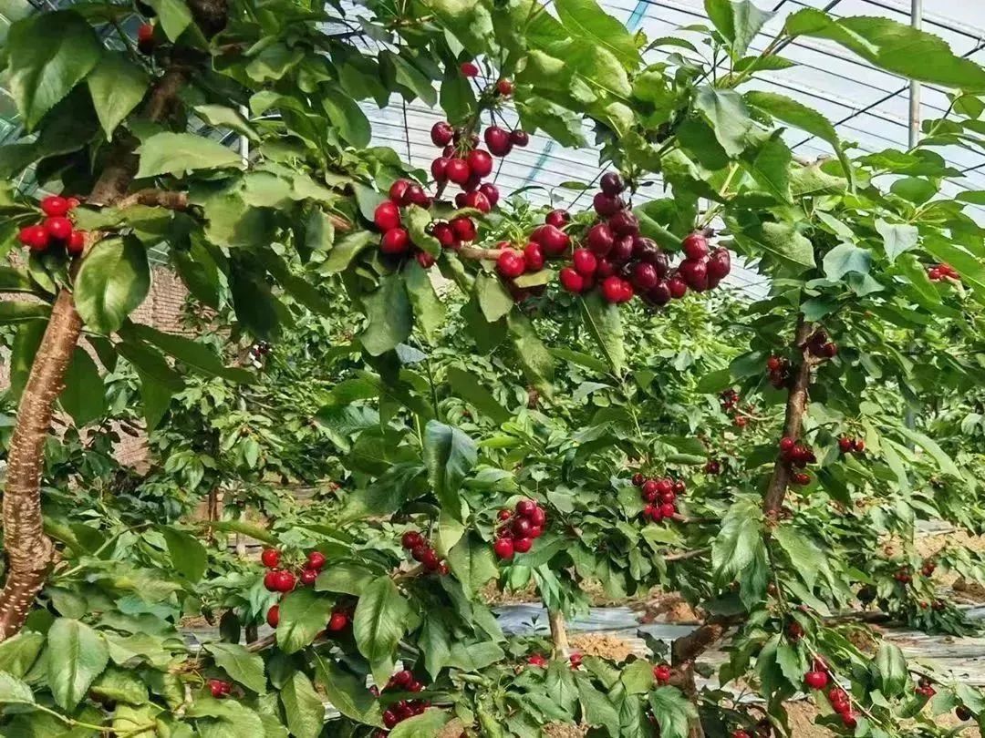 北京百业众发农业有限公司温室大棚内,樱桃挂满枝头.