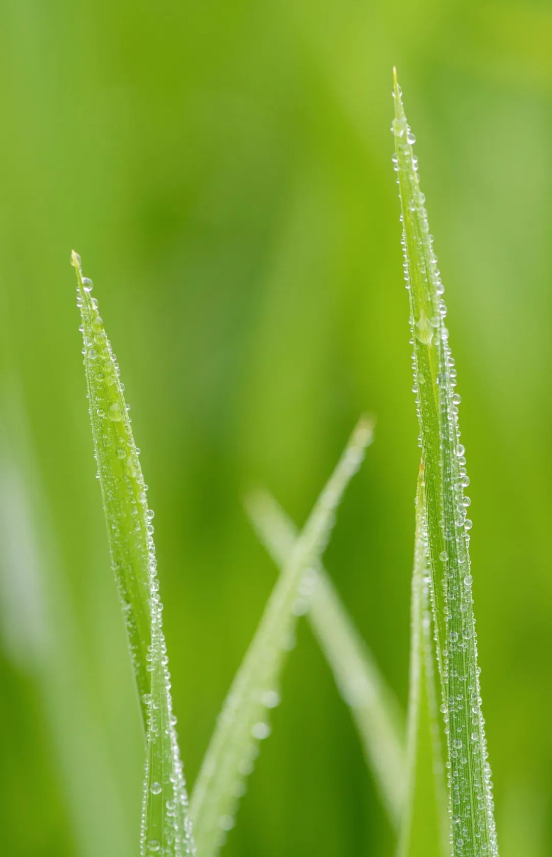 雨露滋润禾苗壮 新华社发(马华斌摄)