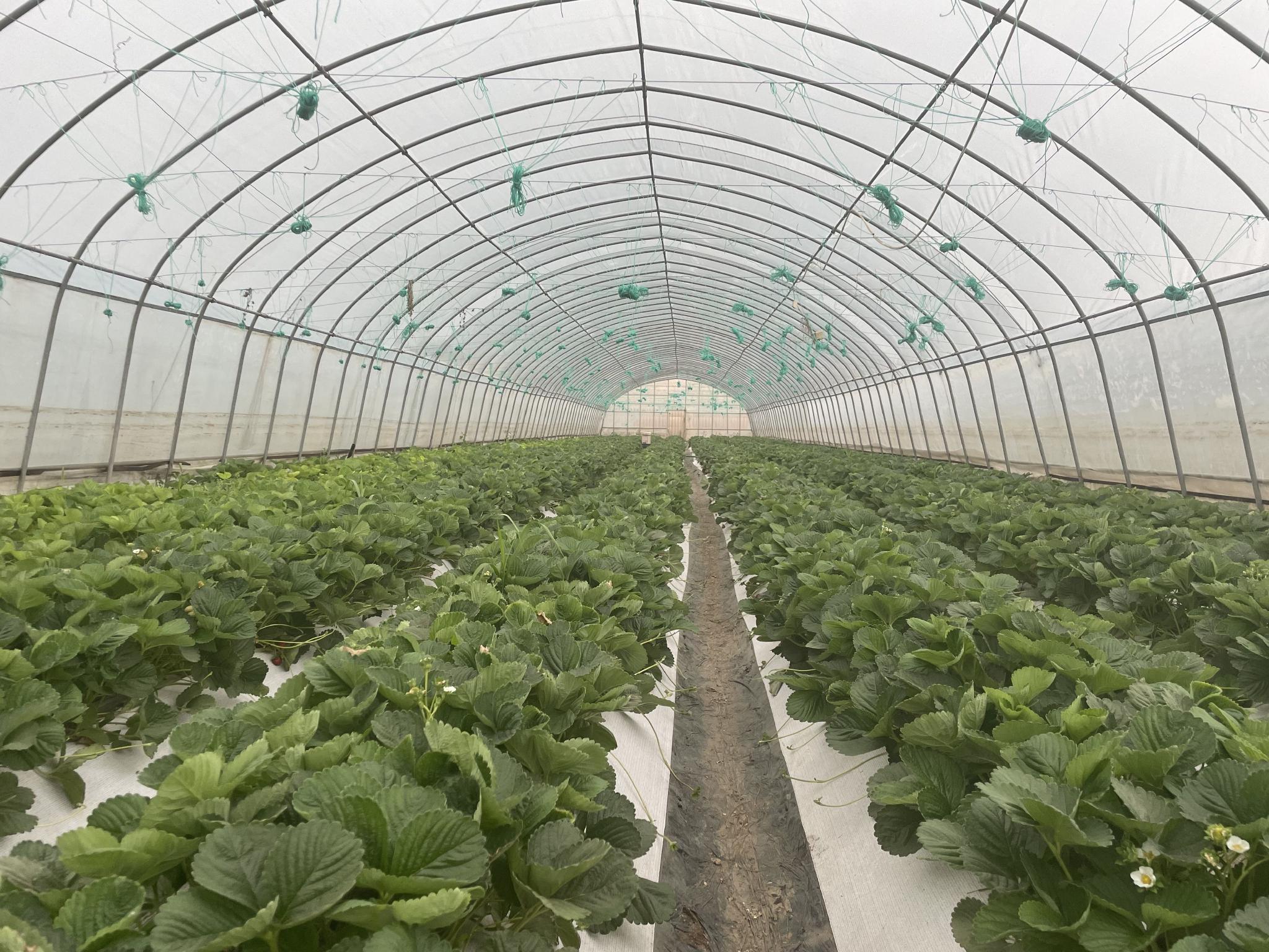 产业化发展20年后昌平五千栋草莓大棚每年长出3亿产值