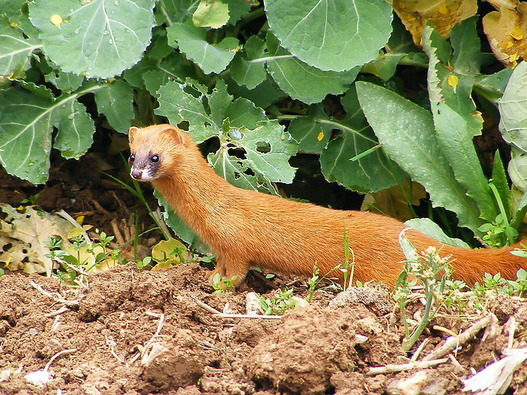 全国十分之一的脊椎动物安家京城