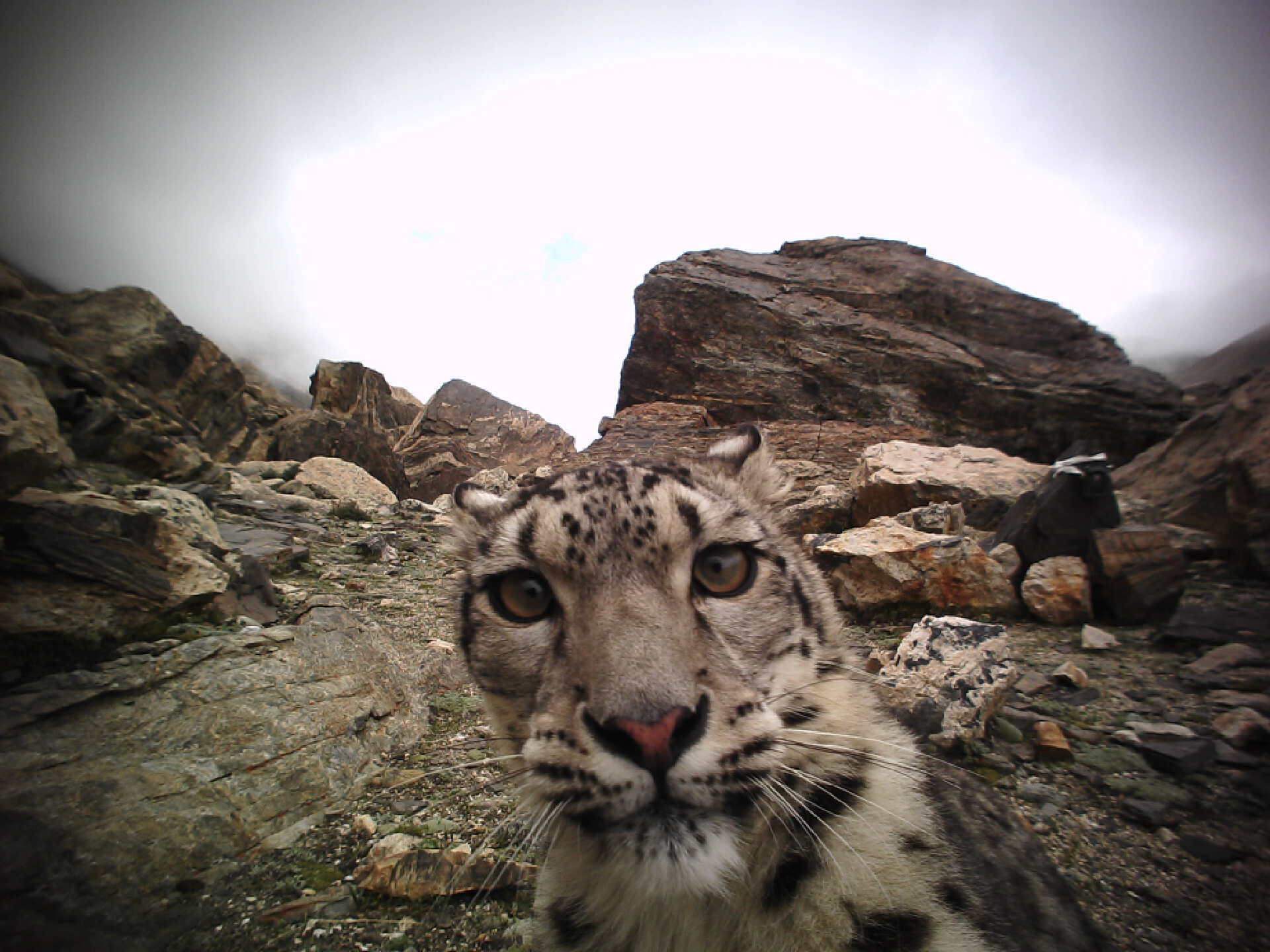 雪豹的保护成效直接关系到高原山地生态系统的稳定性和完整性,通过"