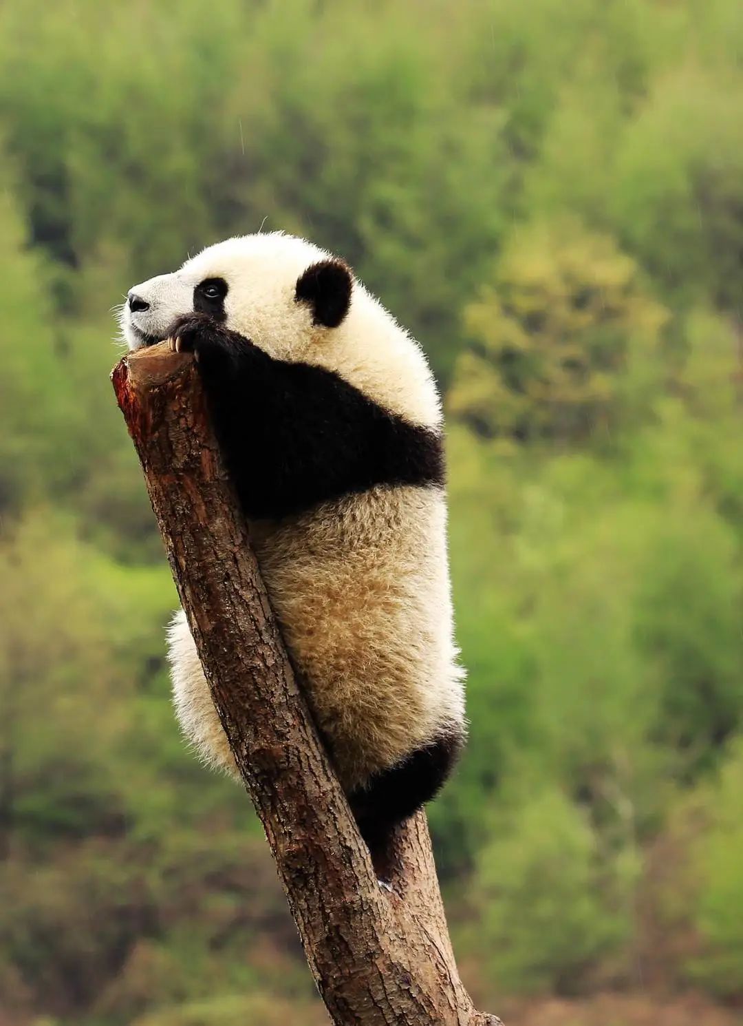 大熊猫.杨彪 摄