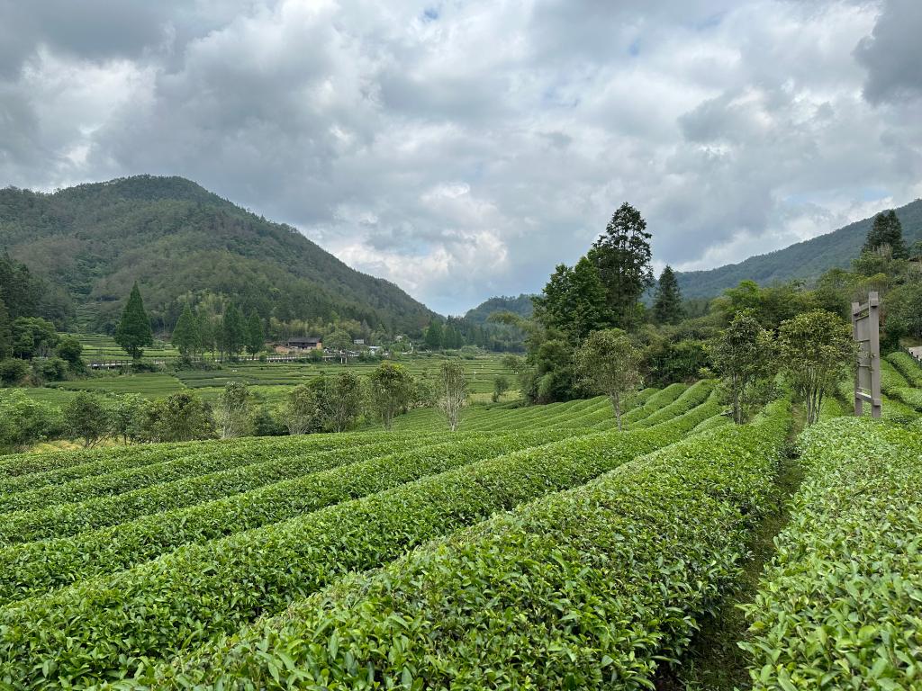 这是5月12日拍摄的武夷山国家公园燕子窠生态茶园.