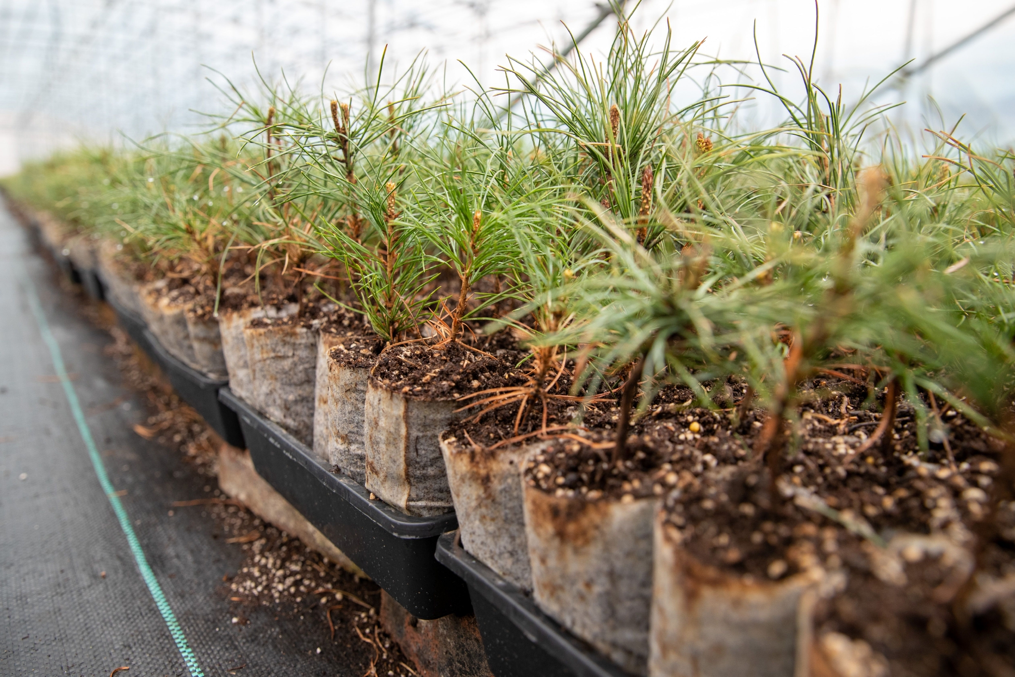 东北振兴红松故乡的育苗新事