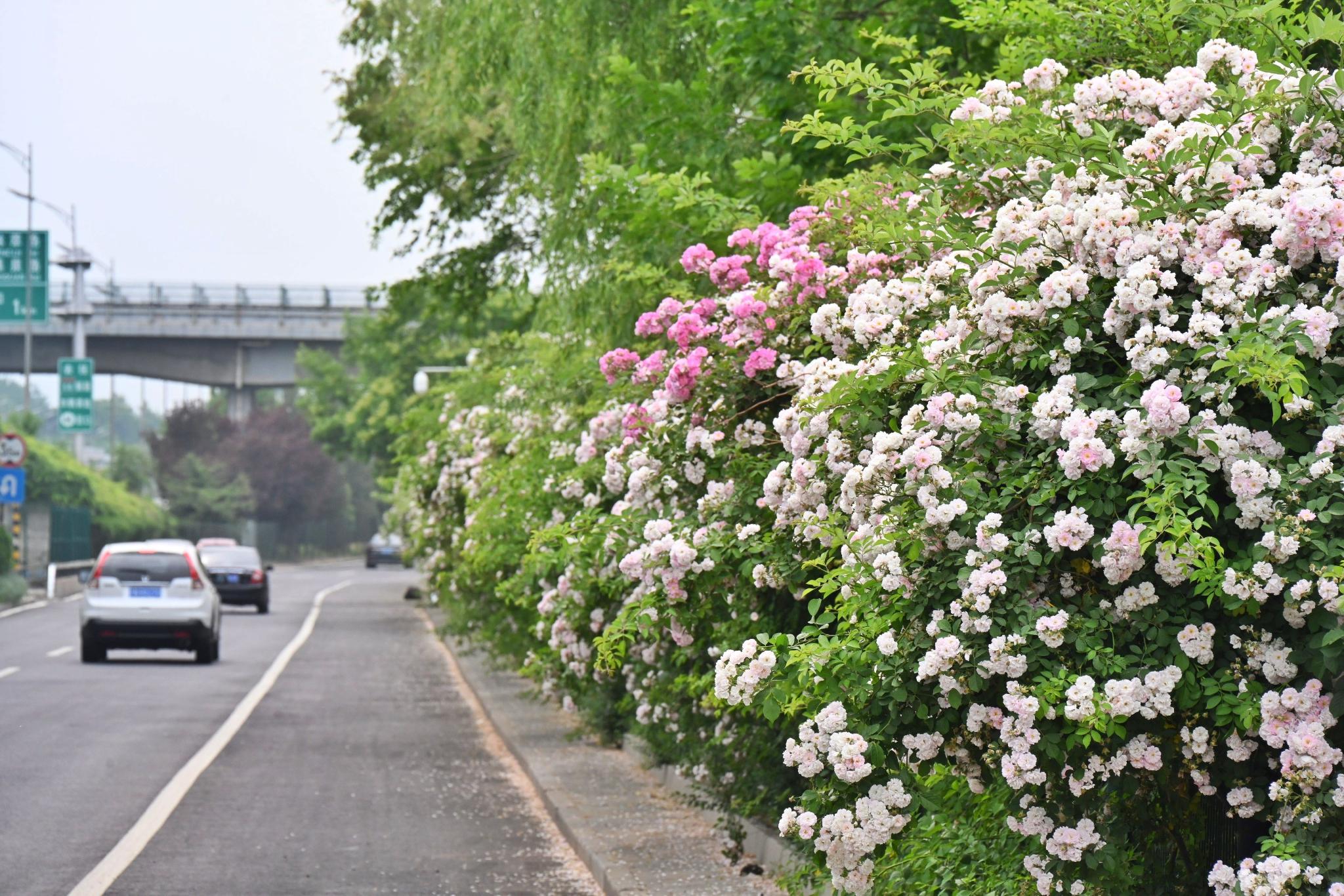 "现在能赏花的公园太多了"!北京满城鲜花是怎么来的?