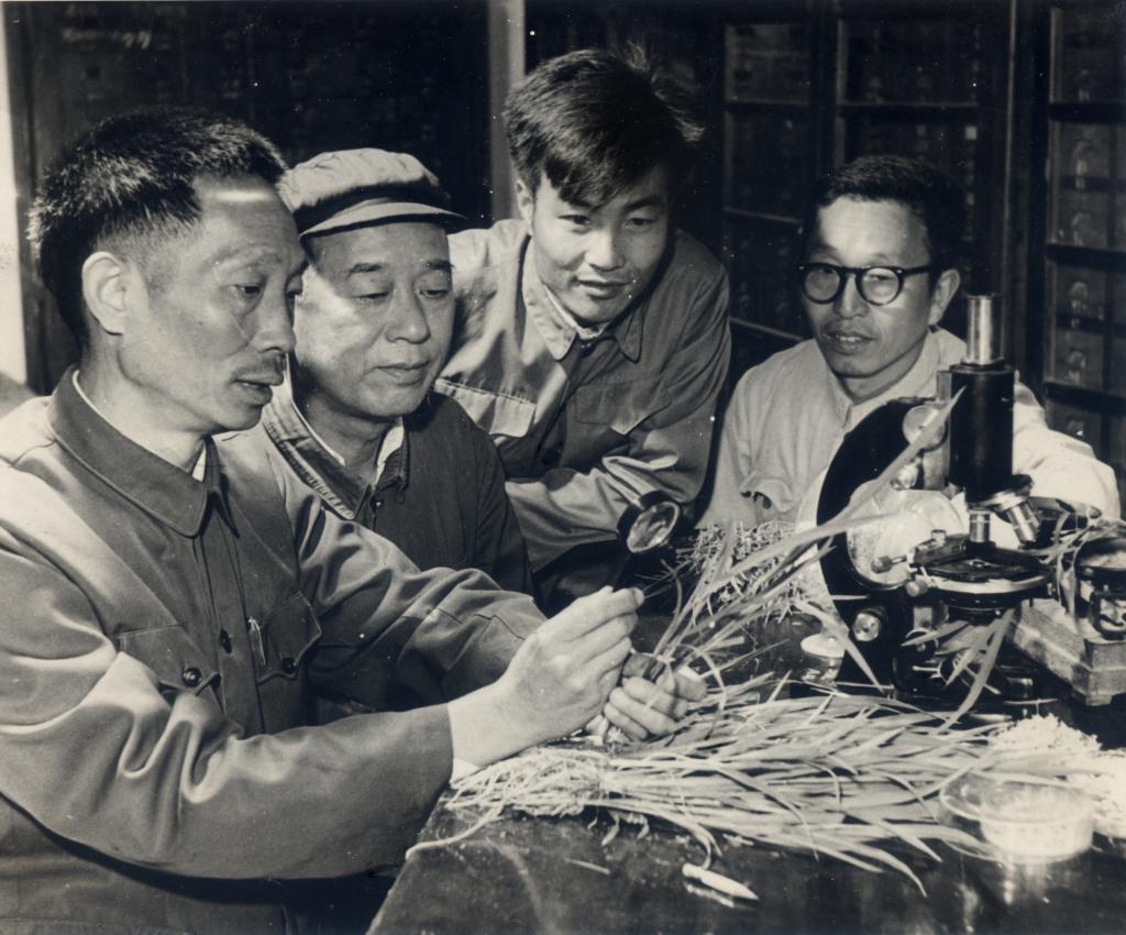 袁隆平(左一)与科研团队成员早年的工作照.湖南杂交水稻研究中心供图