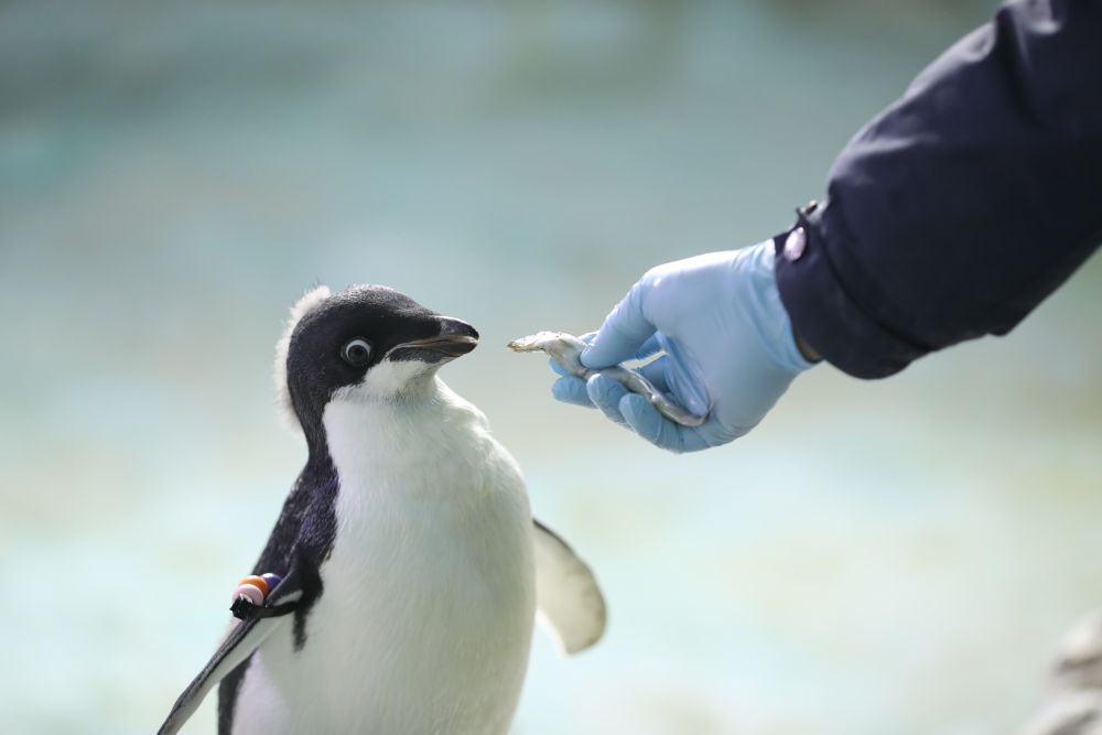 2019年12月25日,饲养员给企鹅喂食.