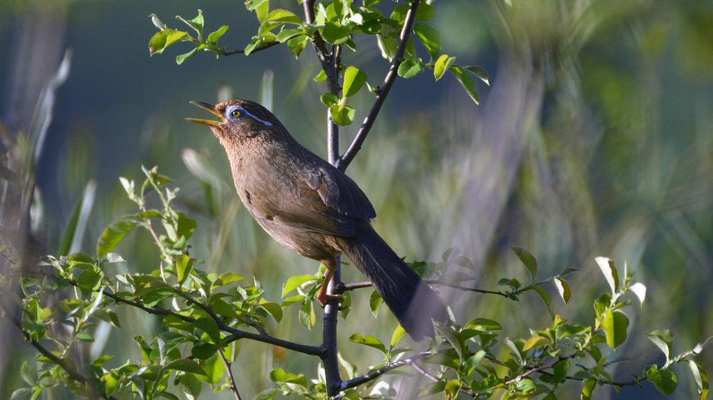 画眉鸟 视觉中国 图