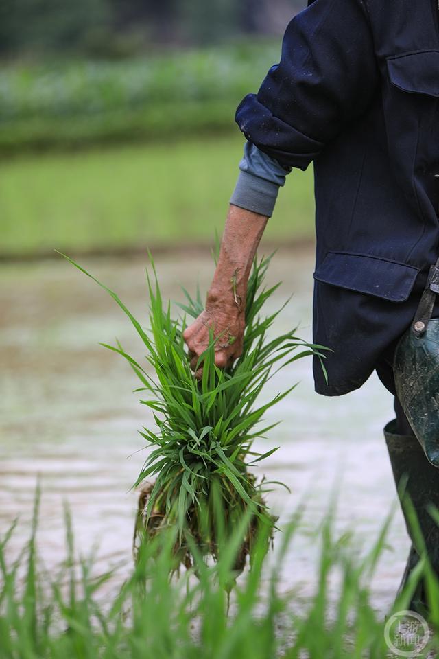 《抢种水稻稳粮仓》组照十一 胡程 摄