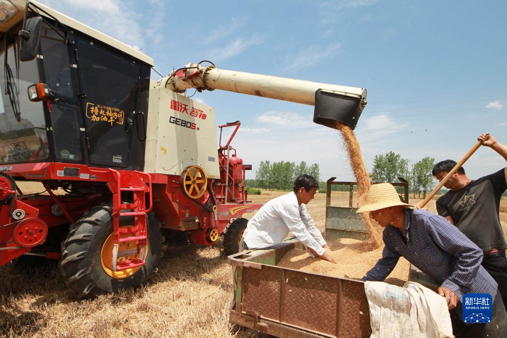 河南南阳:小麦收割|收割机|河南省|南阳市_新浪新闻