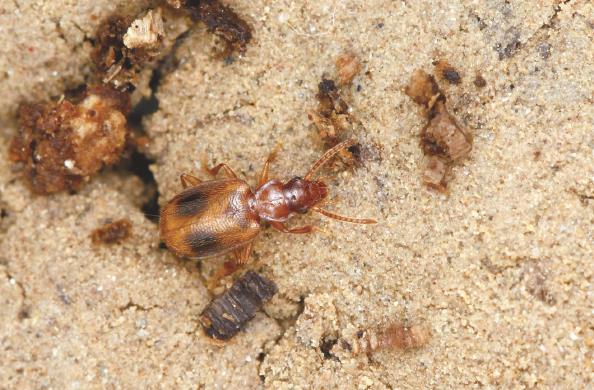 申城昆虫家族又添"新成员"|上海市_新浪财经_新浪网