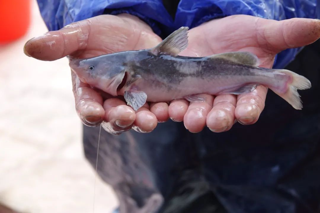 这次是为了吃__财经头条