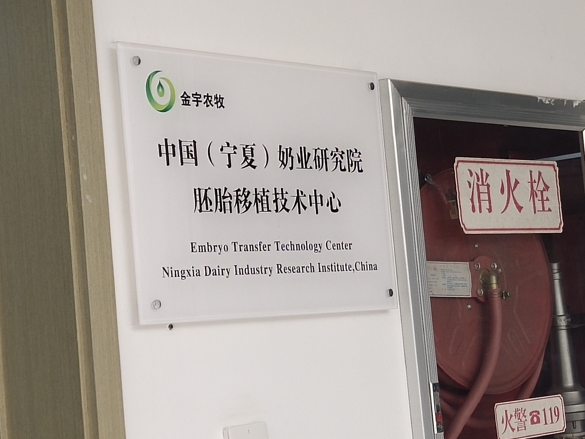 提气!宁夏优秀奶牛胚胎实现工厂化繁育