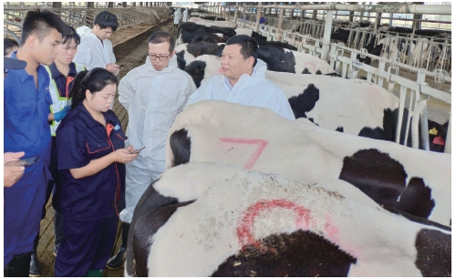 　　河南DHI工作人员在指导牧场进行奶牛体型检测。　资料图