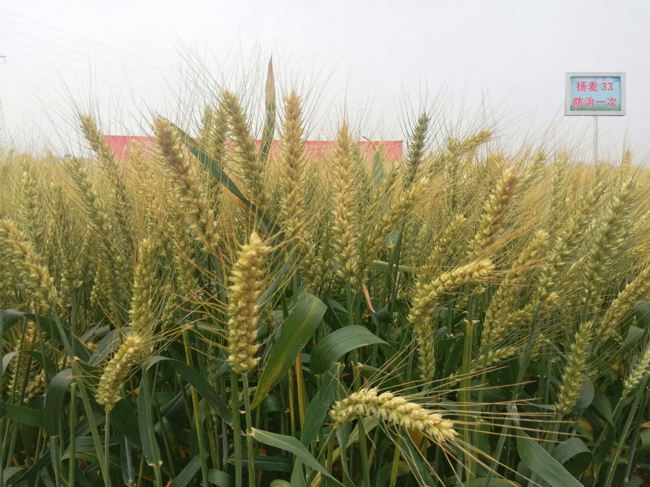 全球首个"双抗"新品种扬麦33,长江中下游地区规模推广|江苏省_新浪
