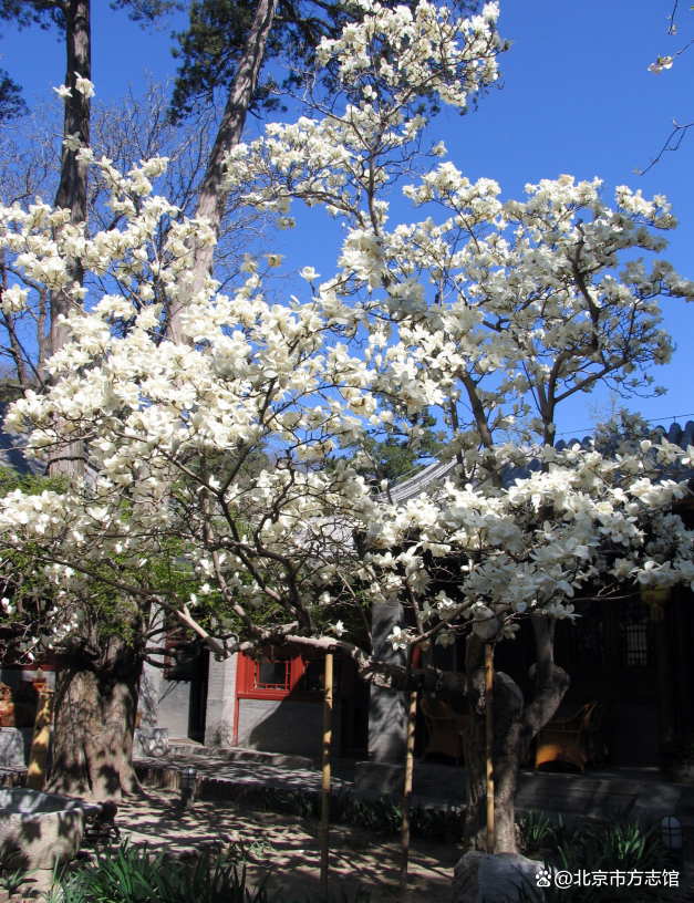 大觉寺的古玉兰(北京大觉寺与团城管理处宣立品 摄)