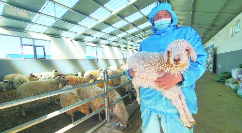 玛沁县白藏羊高效养殖基地.