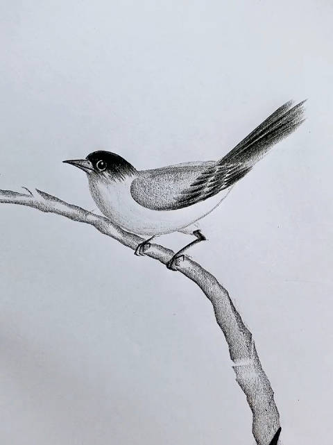 一学就会系列,教你简单画只鸟!画师:四月呀_新浪新闻