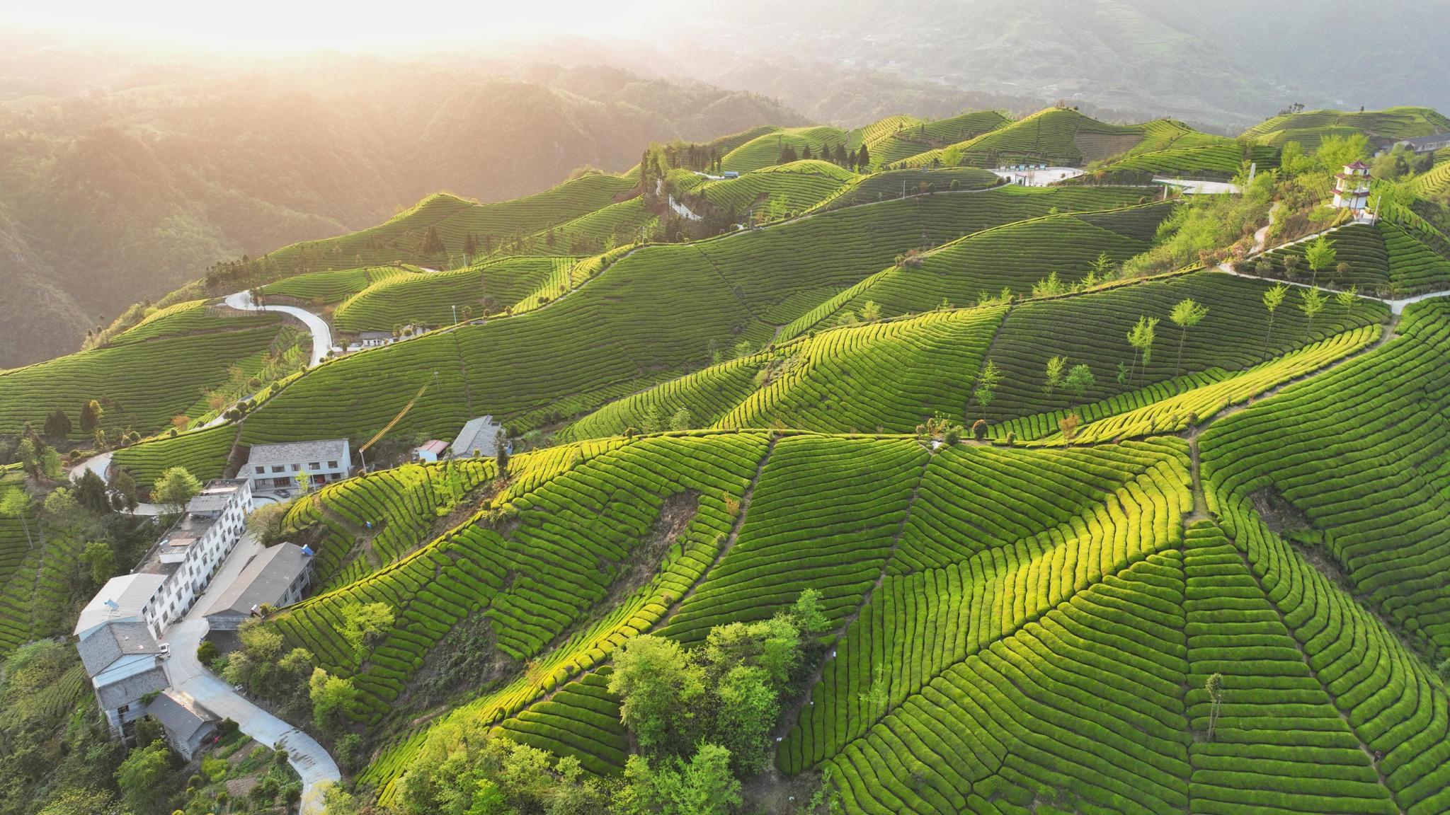 木耳山茶园位于湖北省恩施土家族苗族自治州鹤峰县走马镇,面积过万亩.