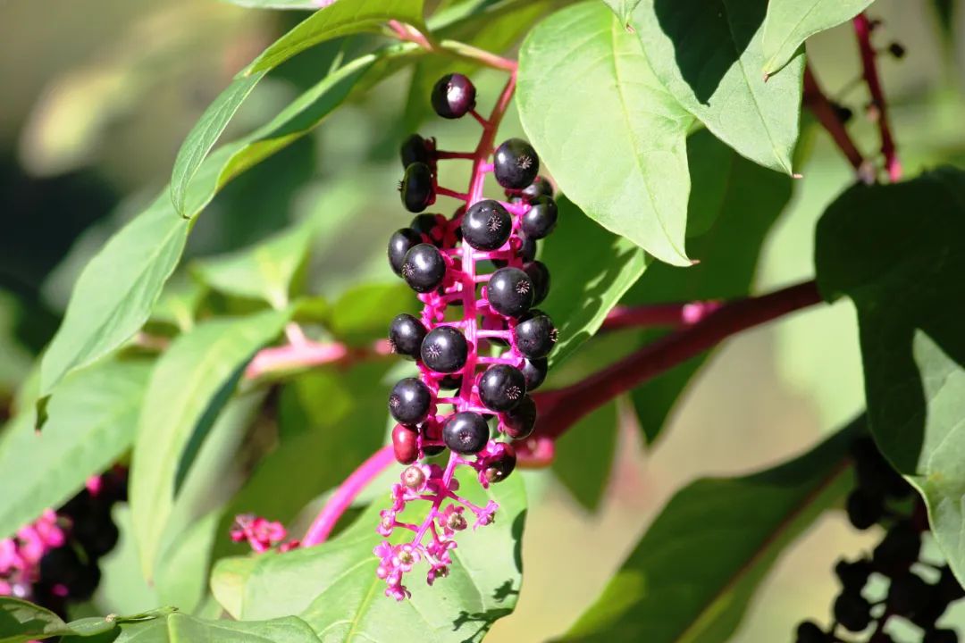美洲商陆.图源网络