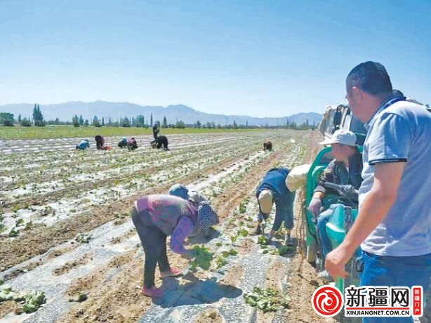 村民正在乌鲁木齐县一处高标准农田里破膜引苗。（受访者供图）