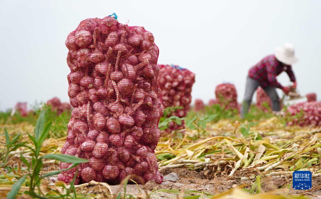 山东巨野:35万亩大蒜收获仓储忙|巨野|大蒜|巨野县_新浪新闻