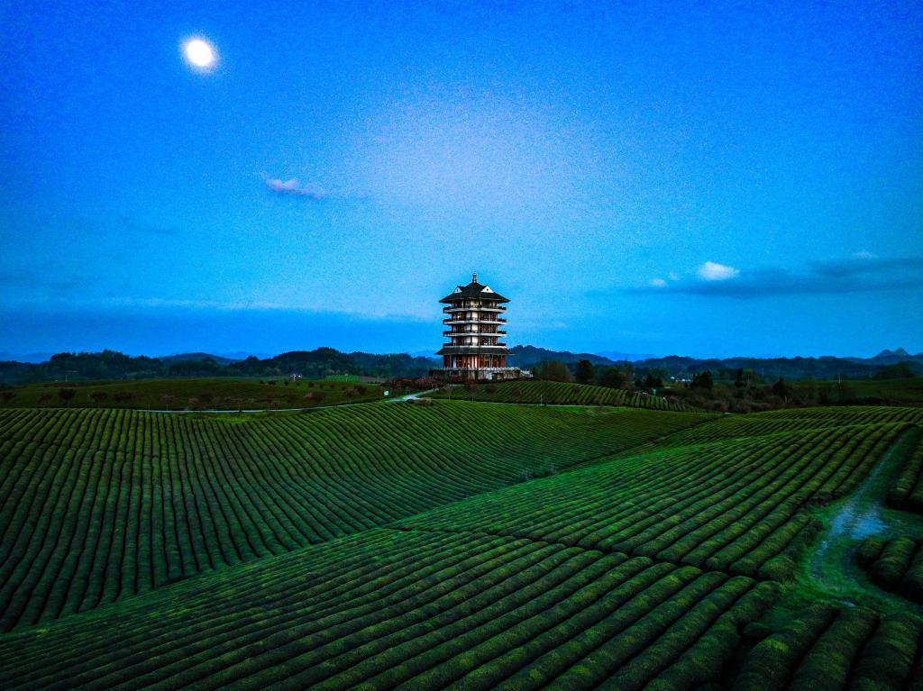 遵义市湄潭县永兴镇月光下的"万亩茶海".新华社记者 欧东衢 摄