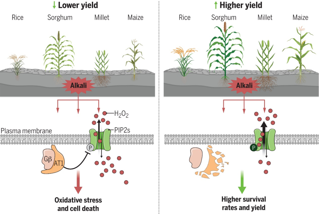 科学家发现作物耐碱性新机制，为全球粮食安全开辟新道路