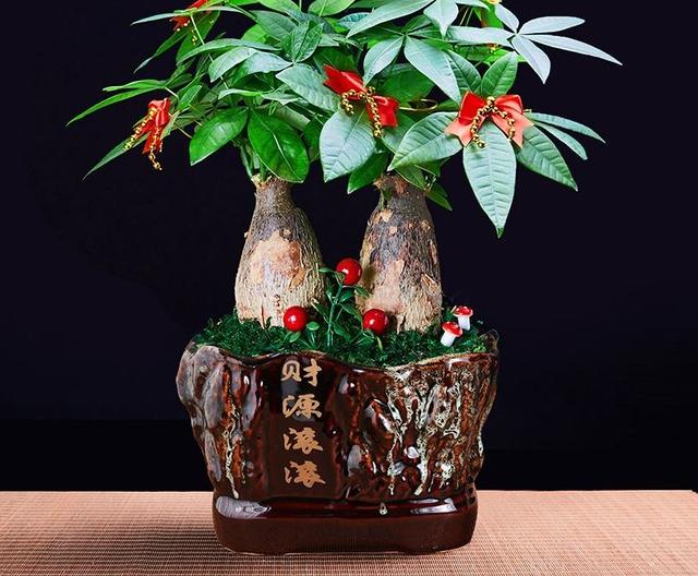 家中就养4种"吉祥树",枝叶多又旺,吉利美观,耐阴好养又招财__财经头条