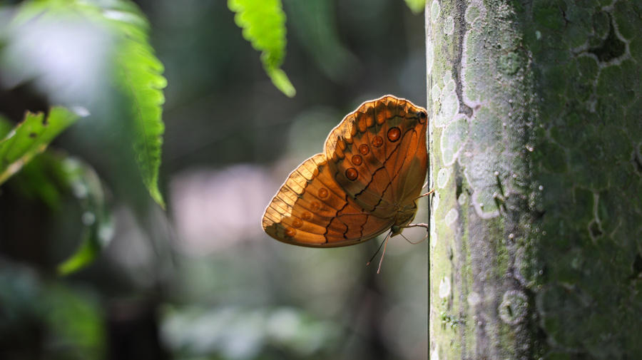 蝴蝶集中羽化成蝶.金平县融媒体中心供图