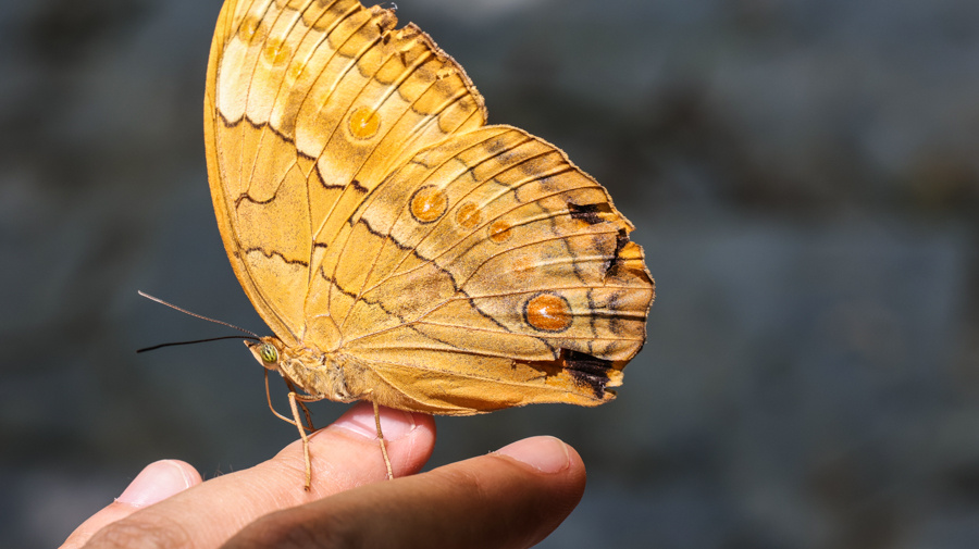 场面壮观!近亿只蝴蝶集中羽化成蝶|中国_新浪财经_新浪网