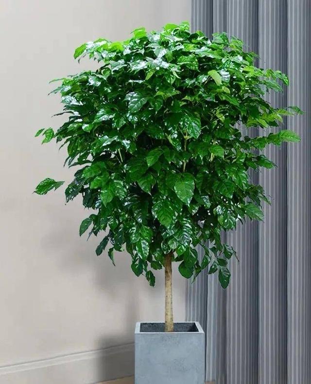 家中就养4种"吉祥树",枝叶多又旺,吉利美观,耐阴好养又招财__财经头条