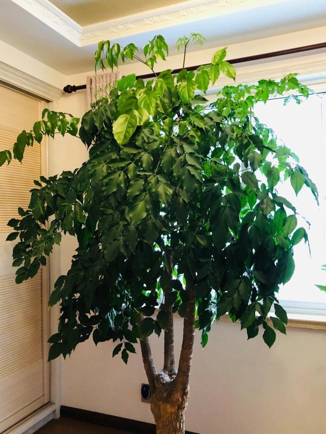 家中就养4种"吉祥树",枝叶多又旺,吉利美观,耐阴好养又招财__财经头条