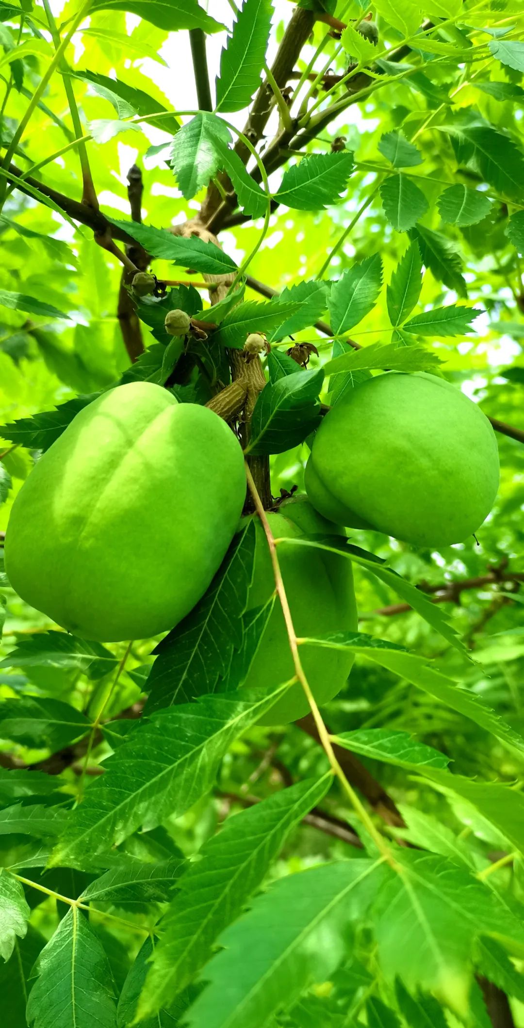 故事中的降龙木,传说就是取自文冠果树.