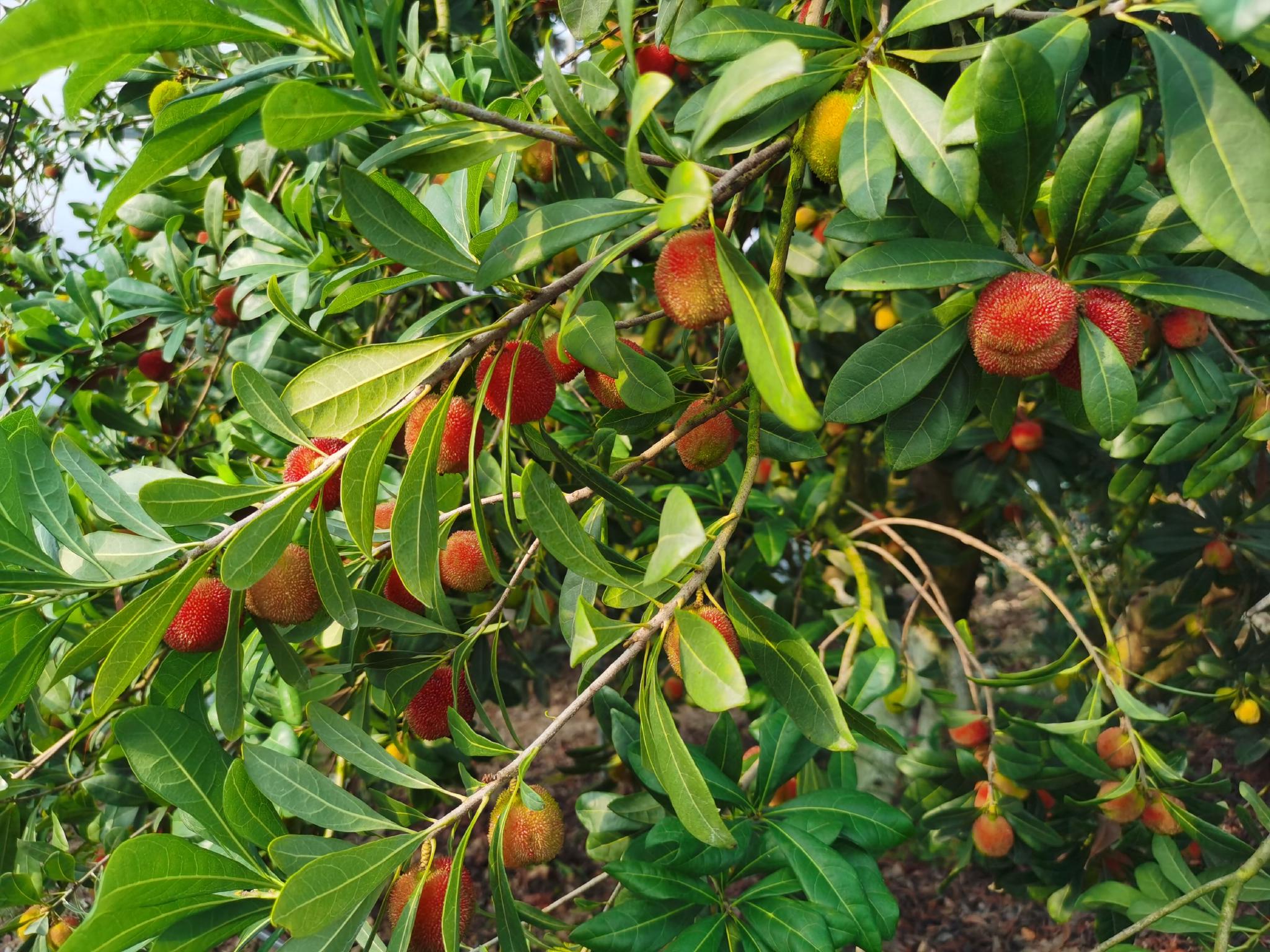 高质量发展调研行丨"住"进大棚,杨梅"身价"倍增|青田_新浪财经_新浪网