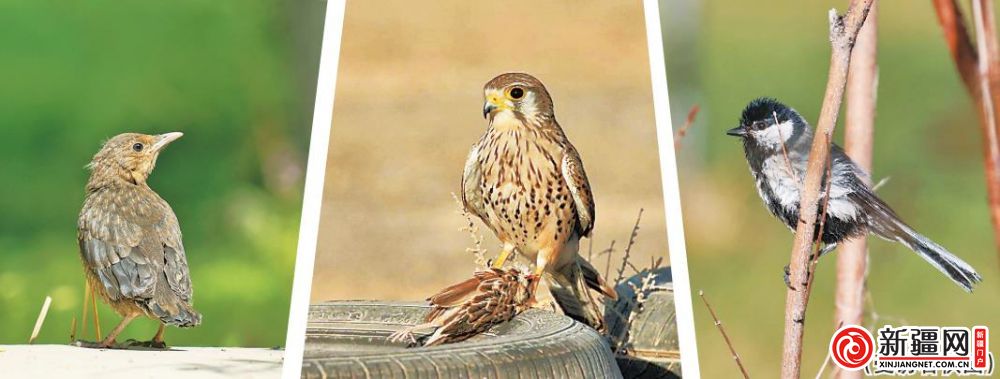 乌鸫善 模仿其他鸟鸣乌鸫是鸫科鸫属鸟类.