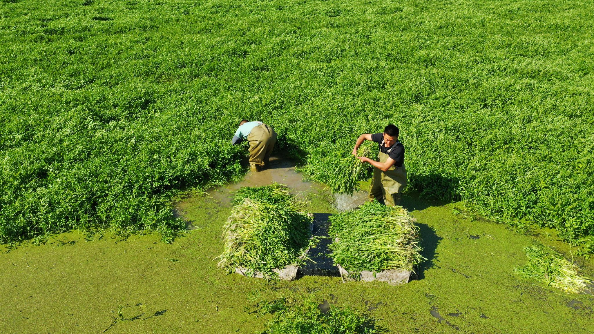 2月份在水芹基地投放虾苗,虾苗收获后开始新一轮水芹菜种植