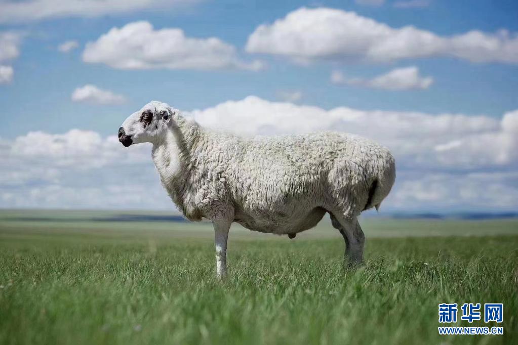 内蒙古羊品种图片