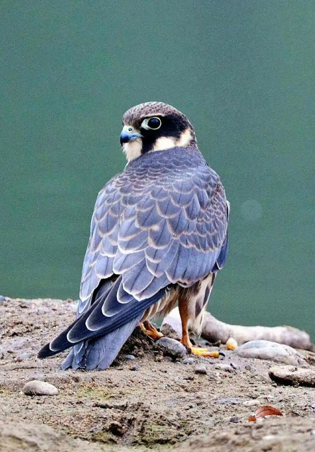 燕隼资料图(来源网络)