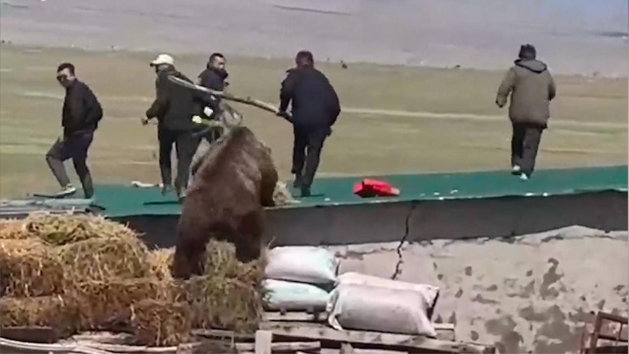 小黄蚂蚁怎么彻底消灭 家庭除蚂蚁有哪些妙招