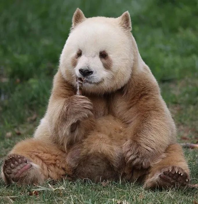 目前全球唯一一只圈养的棕色大熊猫——七仔