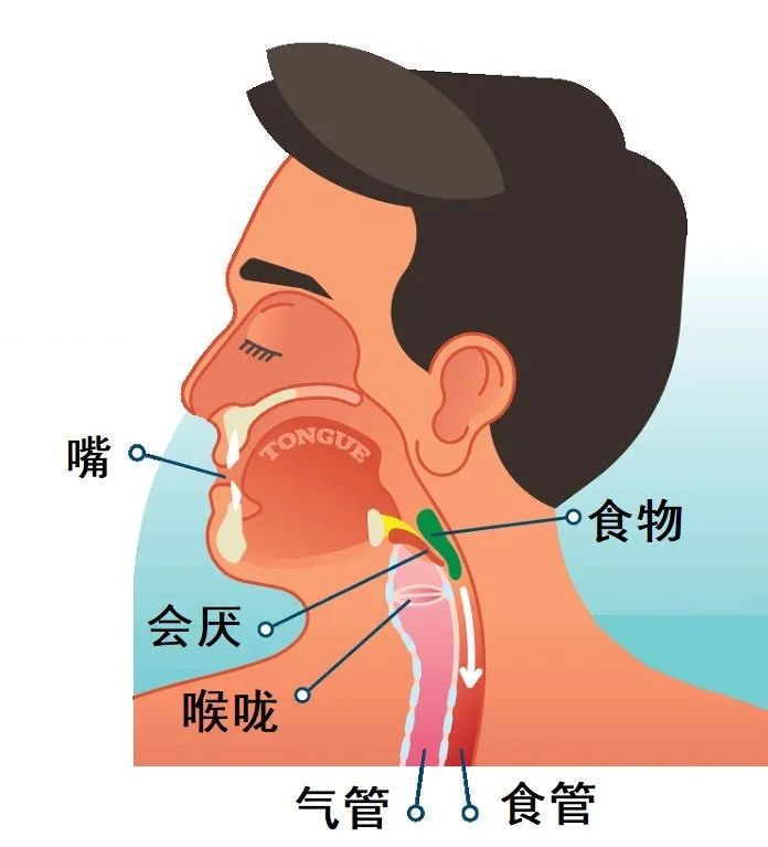 吞咽食物时,会厌会堵住气管,防止食物流入气管中.